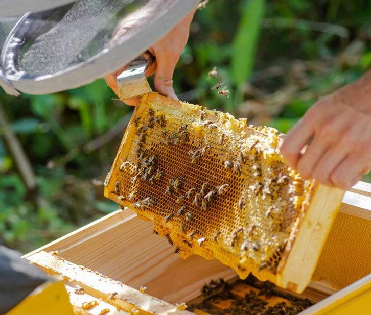 廣州進(jìn)口蜂膠報(bào)關(guān)