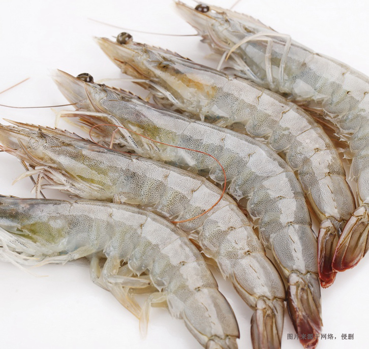 廣州進口印尼冷凍蝦報關流程