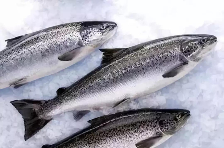 進(jìn)口三文魚報(bào)關(guān)流程