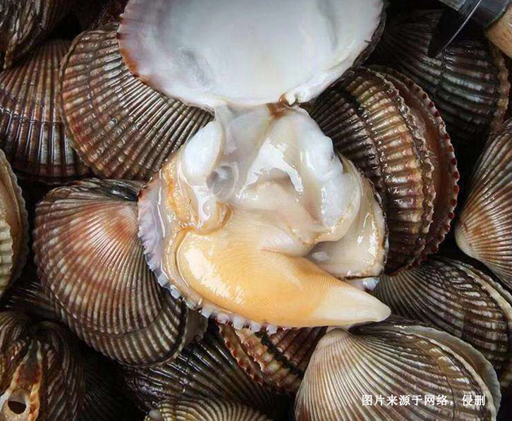 菲律賓扇貝進(jìn)口報關(guān)資料