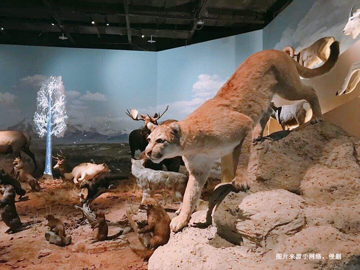 南非獅子動物標本進口報關(guān)資料