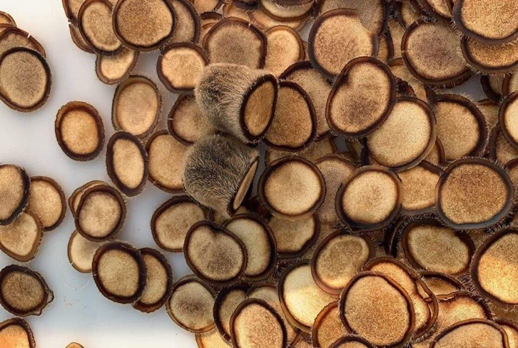 進口澳大利亞鹿茸報關(guān)資料