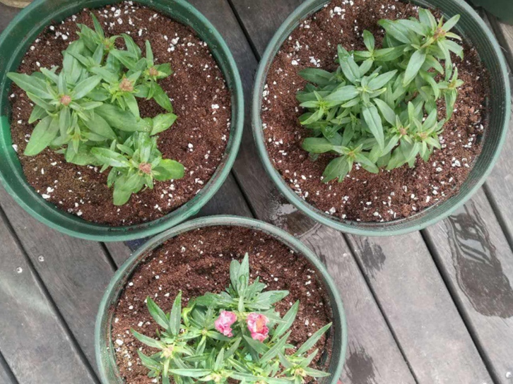 青島進口椰糠報關公司