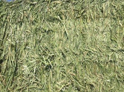 牧草進口清關代理小知識，超詳細