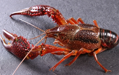 鮮活龍蝦進口報關流程_鮮龍蝦進口報關注意事項