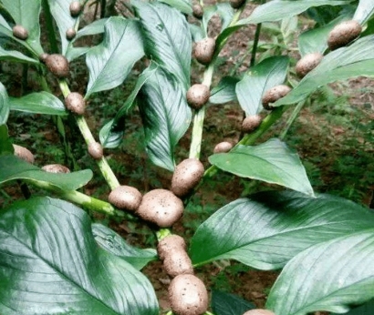 比利時(shí)魔芋進(jìn)口報(bào)關(guān)流程_進(jìn)口鮮冷藏蔬菜報(bào)關(guān)注意事項(xiàng)