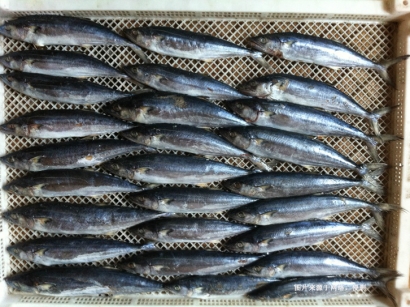 緬甸冷凍馬鮫魚進(jìn)口報(bào)關(guān)流程及資料-快速安全通關(guān)