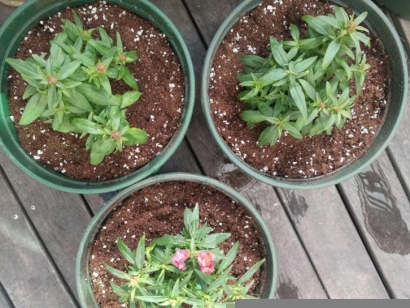 青島進口椰糠報關公司：椰糠進口清關流程及資料