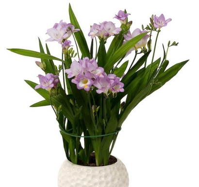 進口觀賞植物報關資料_英國盆栽植物進口通關指南