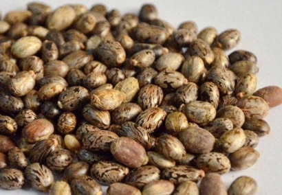 蓖麻籽進(jìn)口報關(guān)代理公司