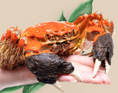 進口鮮活螃蟹報關怎么快速通關_一站式代理