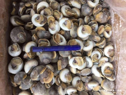 英國(guó)冷凍水產(chǎn)品進(jìn)口清關(guān)資料到廣州南沙北峨螺案例