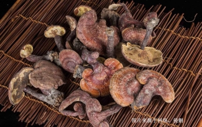 越南靈芝進口報關(guān)資料_廣州藥食同源藥材通關(guān)要點