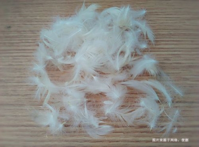 進(jìn)口馬來(lái)西亞水洗鴨毛報(bào)關(guān)流程到上海外高橋案例