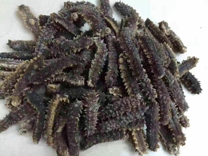 印尼海參進口清關(guān)公司告訴你海參進口報關(guān)手續(xù)