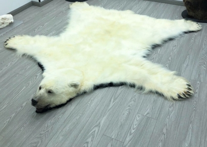 加拿大進口貂熊標本報關到上海代理動物標本案例