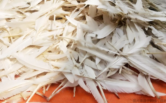 洗凈的白鴨毛進口報關 洗凈的白鴨毛進口報關